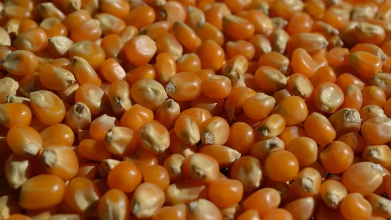 KolPol Kukurydza Popcorn 2,5kg Ziarno Do Prażenia