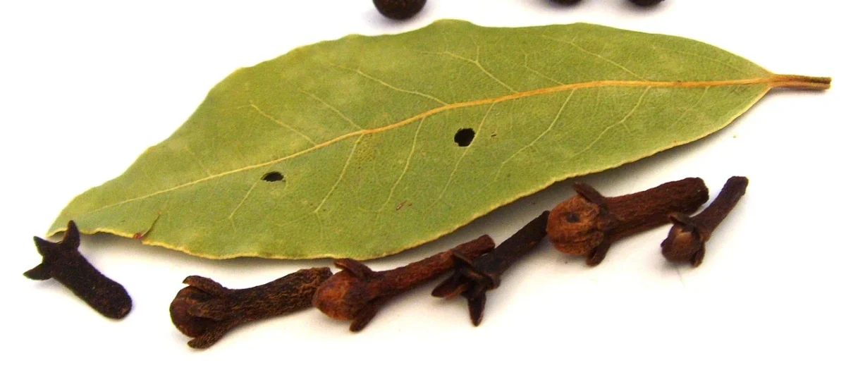 KolPol Liść Laurowy 500g Liście Laurowe Naturalne