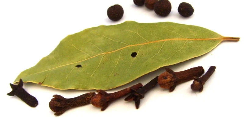 KolPol Liść Laurowy 500g Liście Laurowe Naturalne