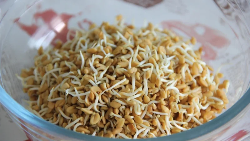 Kozieradka Ziarno Nasiona Kozieradki 500 g