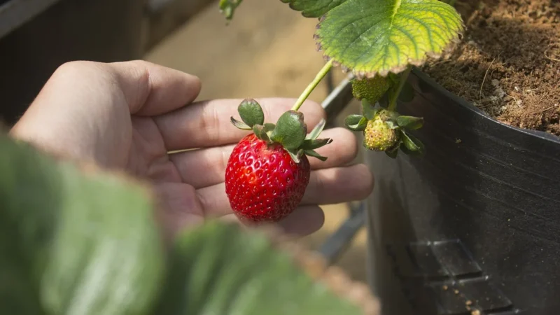 Krokus Kompot Truskawkowy Truskawki 640g