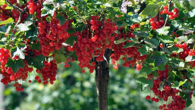 Krukam Owoce W Żelu 500 Frużelina Fruits In Jelly