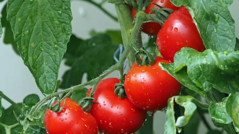 La Fiammante il Palato pomidory bez skórki 400 g