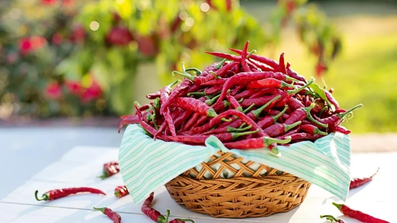 Lebensbaum Chilli (Pieprz Cayenne) Bio 50g