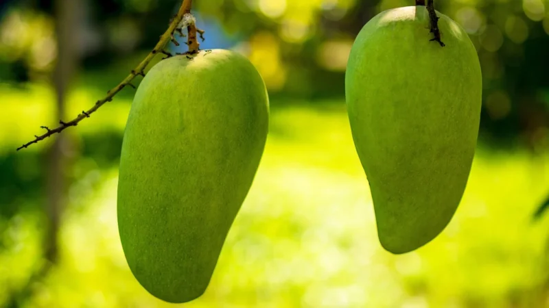 Liofilizowane mango W Kawałkach – GymBeam 100 g