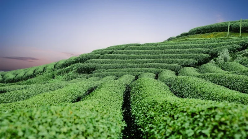 Loyd Tea Herbata Sparkling Lemon Bio 20 Torebek