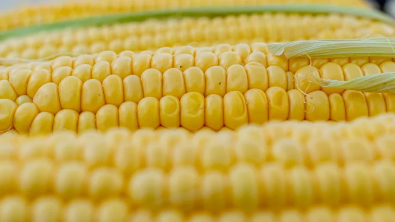 Mąka Kukurydziana Bio surowiec 25kg 1
