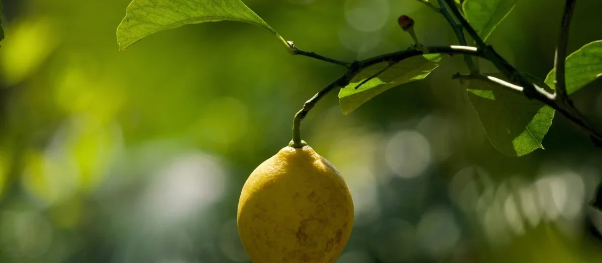 Mate Green Limon Citrus 500g