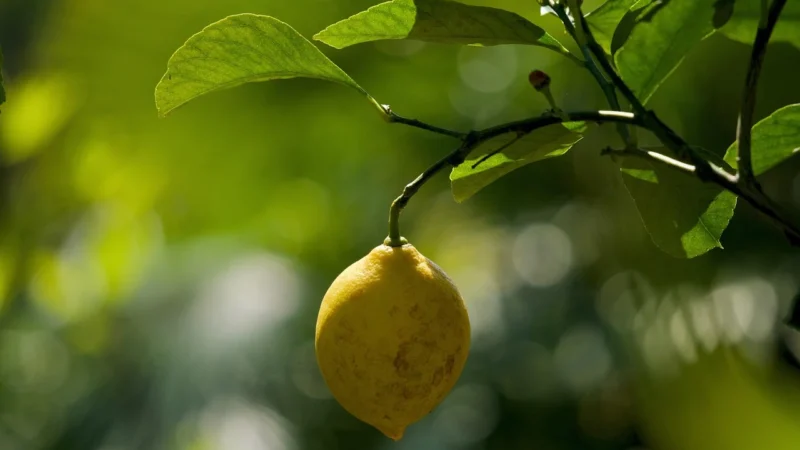 Mate Green Limon Citrus 500g