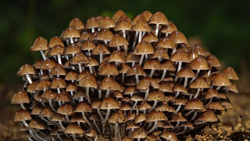Meligyris Miód leśny z szałwią 270g BIO