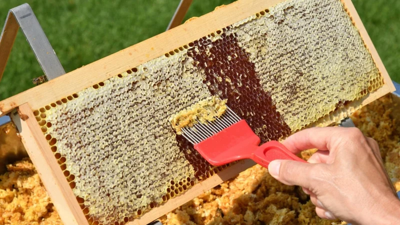 Mieszanka z Wszewłogą do miodu gruszkowego 70g NANGA