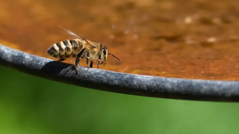 Miód i pyłek pszczeli – Bio Zentrale – najtańsze oferty
