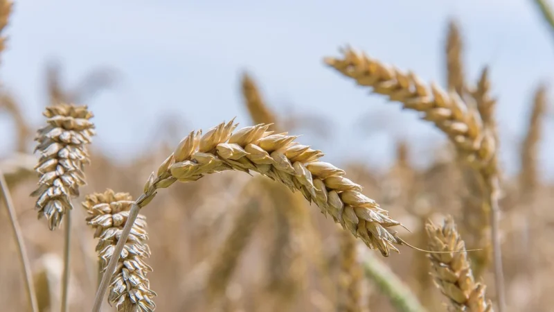 Mogli PRZEKĄSKA CHLEBOWA Z POMIDORAMI I OLIWKAMI DEMETER BIO 50 g – –