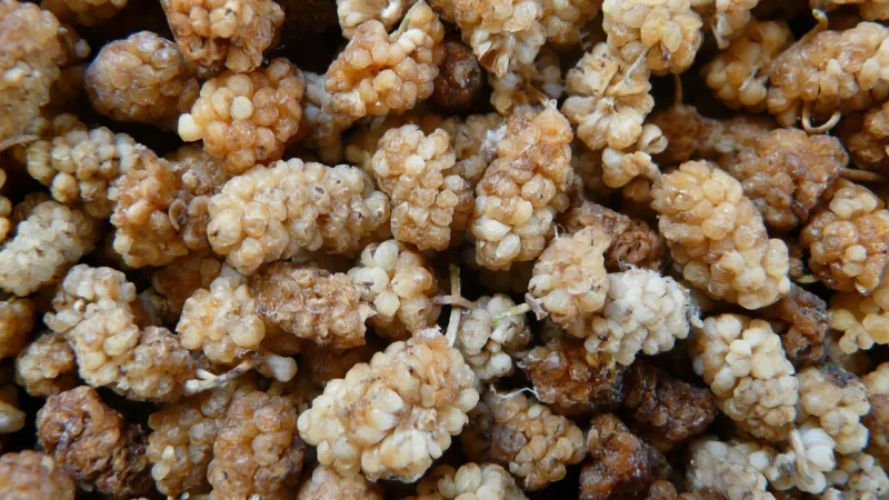 Morwa biała 500g