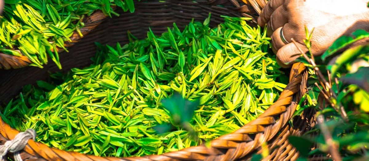 Natur-Vit Herbata Zielona Z Płatkami Róży 100G