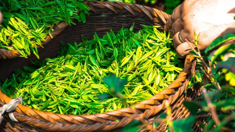 Natur-Vit Herbata Zielona Z Płatkami Róży 100G