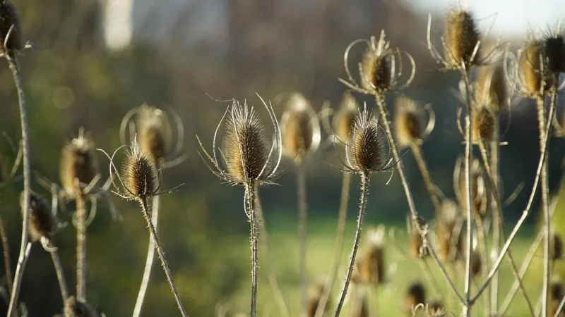 Natura Wita Herbatka Morwa Biała 50G