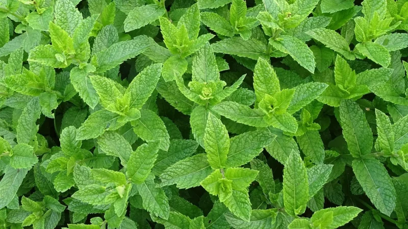Natura Wita Herbatka Z Agrestem, Zieloną Herbatą, Jabłkiem I Liściem Mięty 100g