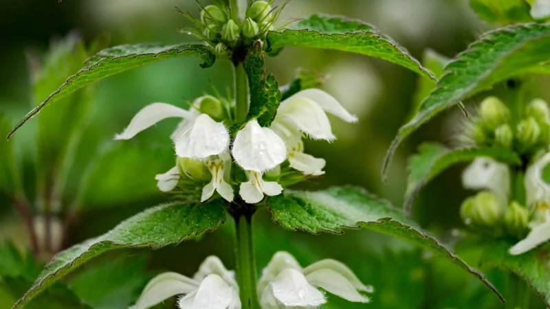 Natura Wita Jasnota Biała Kwiat 25 g