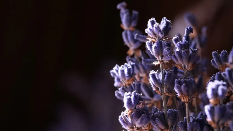 Natura Wita Karbieniec Ziele Cięte Nadczynność Tarczycy 50G