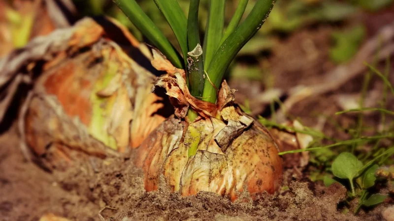 Natura Wita Korzeń łopianu 100g