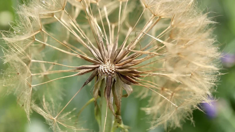 Natura Wita Lukrecja gładka korzeń 200g