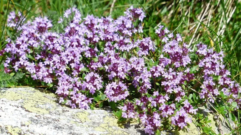 Natura Wita Macierzanka piaskowa ziele 50g