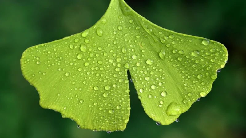 Natura Wita Miłorząb Dwuklapowy 50g