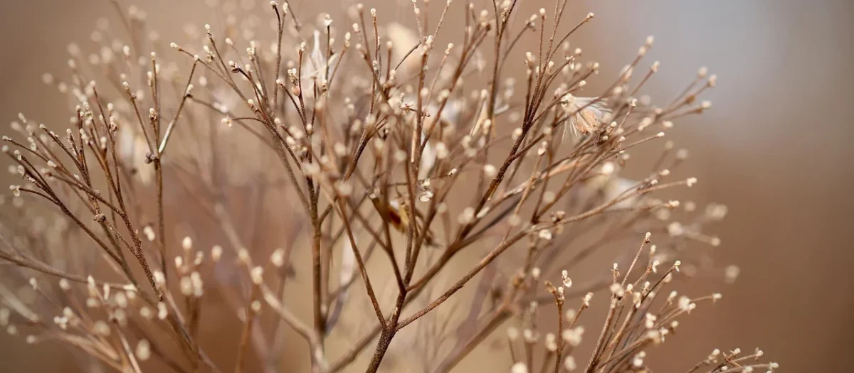Natura Wita Piwonia Korzeń 15 g