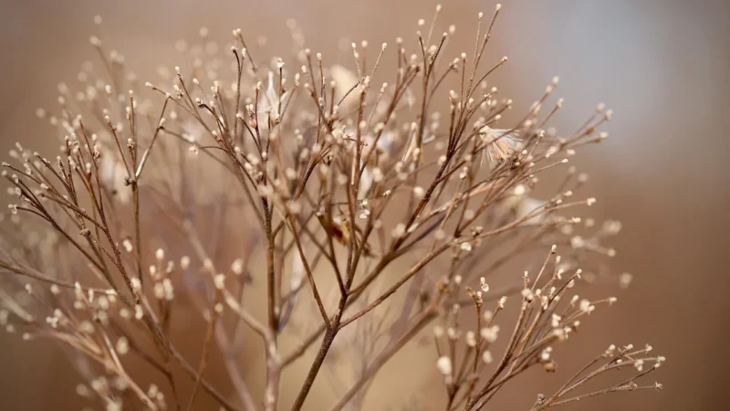 Natura Wita Piwonia Korzeń 15 g