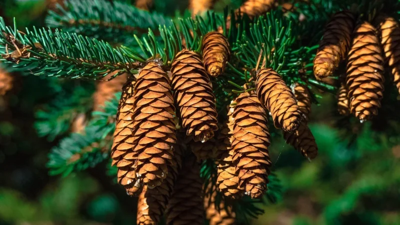 Natura Wita Szyszki chmielu 50g
