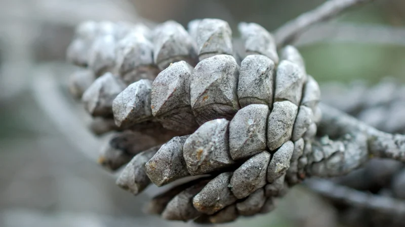 Natura Wita Szyszki Chmielu Susz Ziołowy 50G