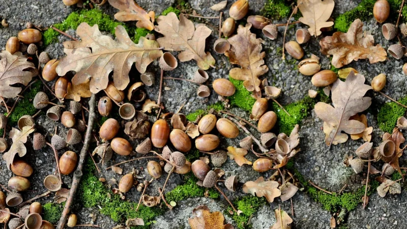 NaturaVena Krem orzechowy kakaowy 340g