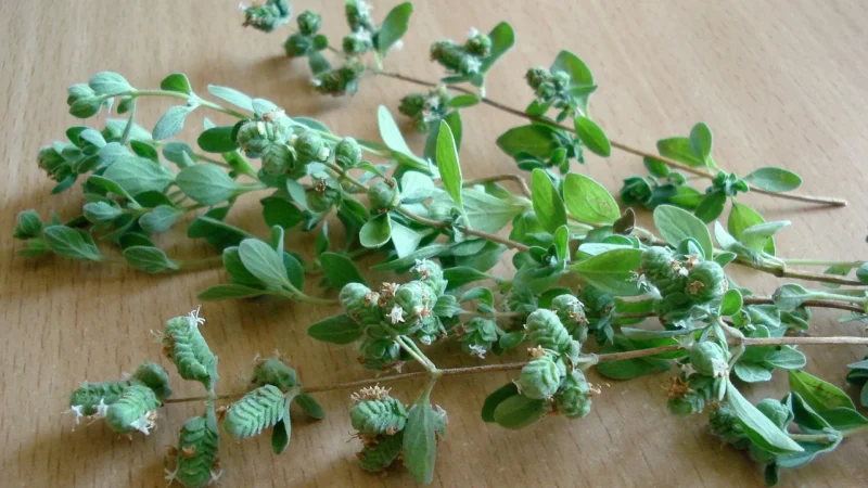 Oregano Suszone 500g Lebiodka Pospolita Liść 0,5kg