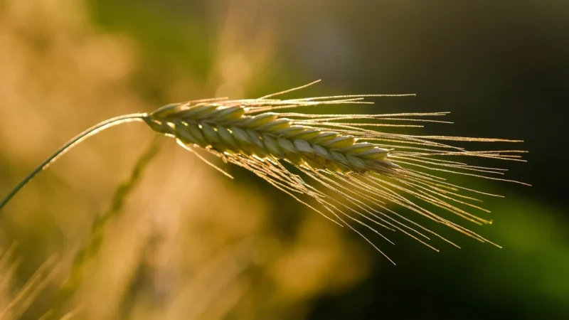 OtoLandia Chrupki orkiszowe pełnoziarniste 25g