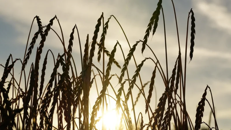 Paluszki Bio Envoy Orkiszowe Pełnoziarniste Naturalne 150 G