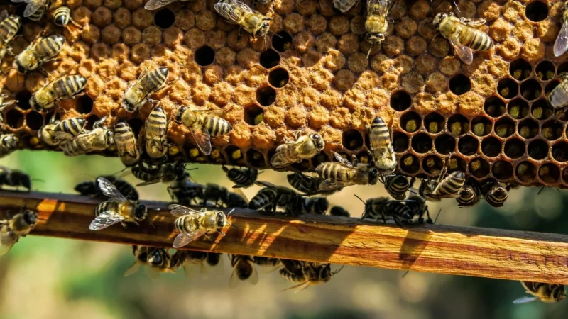 Pasieka Pucer Miód Wielokwiatowy Bio 250G
