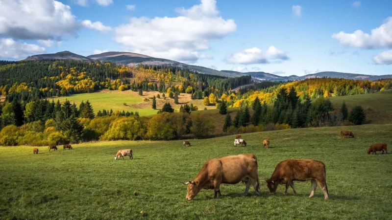 Pasieki Sadowskich – zestaw, miód z maliną, 1 komplet