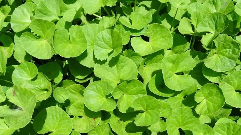 PHARMOVIT Brahmi 90 kaps.