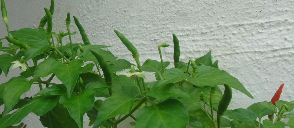 Pieprz Cayenne naturalny kajeński mielony 0,05kg
