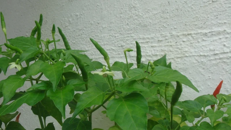 Pieprz Cayenne naturalny kajeński mielony 0,05kg