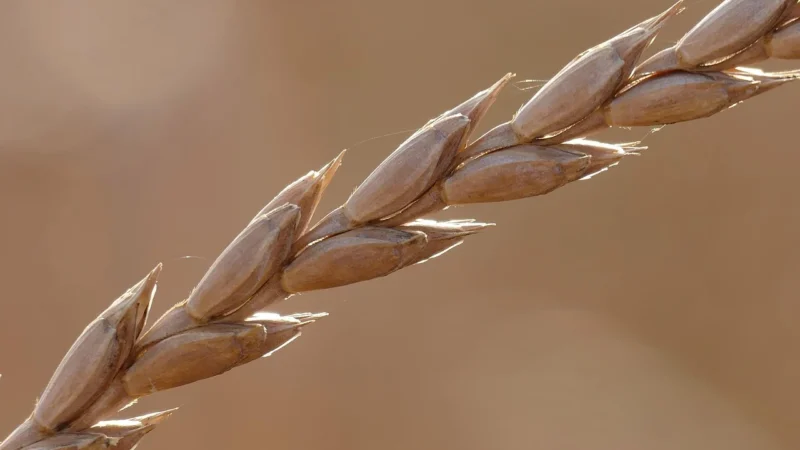 Płatki Orkiszowe 5kg Naturalne śniadanie jakość