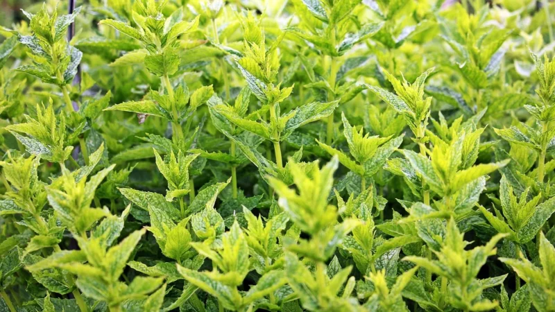 Progressive Happiness Tea 1Kg