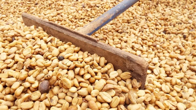 Progressive Kawa Ziarnista Cicha Noc Torebka 500g