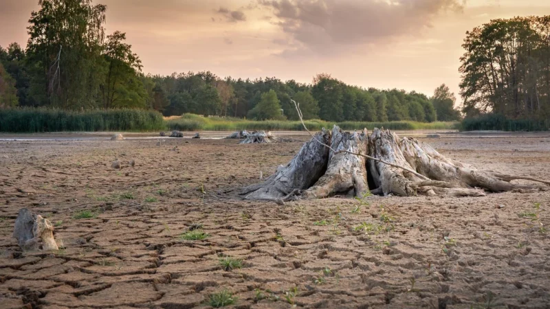 Progressive Korzeń Lukrecji Krojony Suszony Torebka 200G