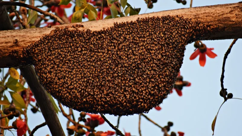 Propolis a pyłek pszczeli: porównanie skuteczności
