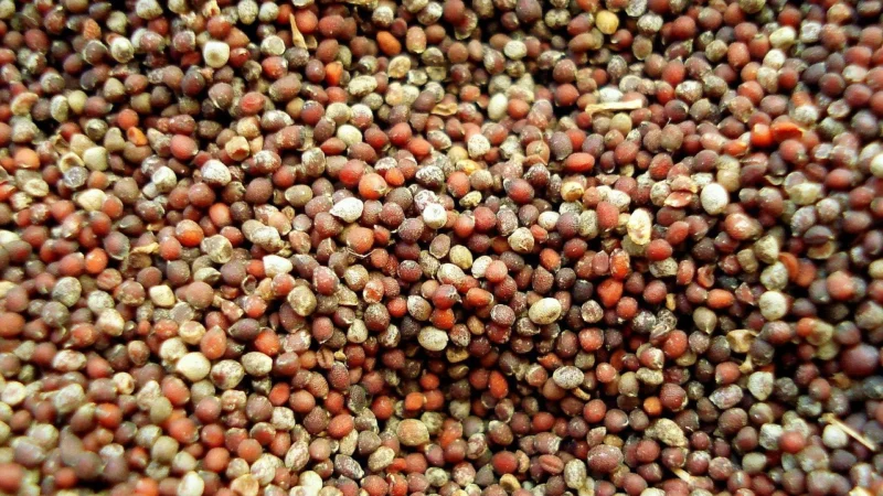 Prymat Gorczyca Białą Cała 600 g Pet