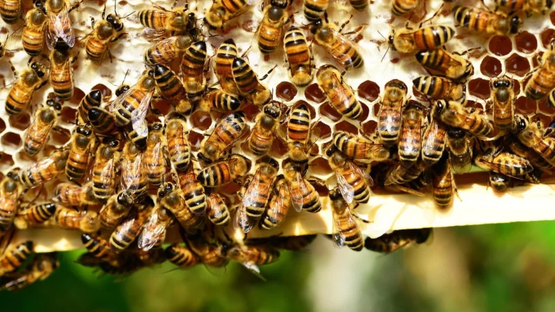 Pucer Miód Nektarowo Gryczany 250G