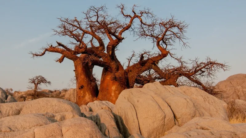 Rafex Baobab owoc mielony 100g