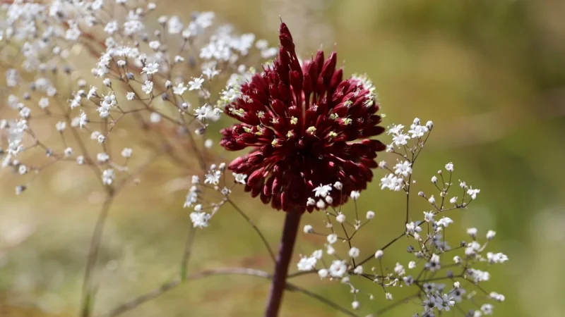 Rafex Brodziuszka wiechowata ziele andrographis paniculata 100g